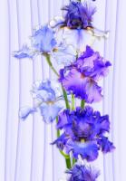 Панель стандарт Ирис №1 (349), 2,7х0,25 м, толщина 8 мм